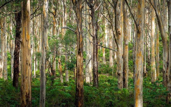Icon Cancer Centre in Wahroonga